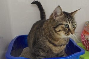 Picture of Cinnamon