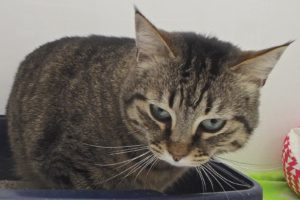 Picture of Cinnamon