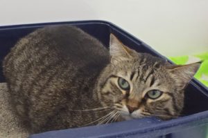 Picture of Cinnamon