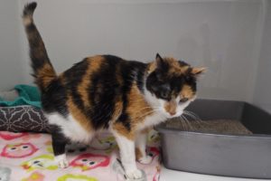 Picture of Daphne