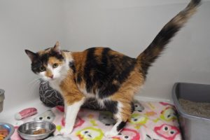 Picture of Daphne