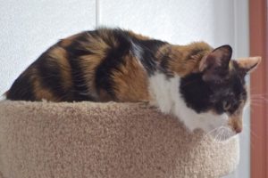 Picture of Daphne