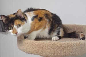 Picture of Daphne