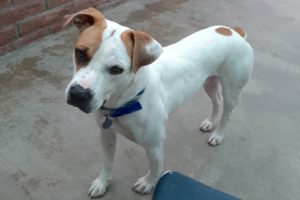 Picture of Emmett