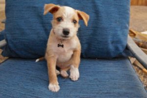 Picture of Juniper