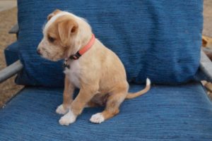 Picture of Juniper