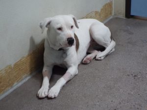 Picture of Luna