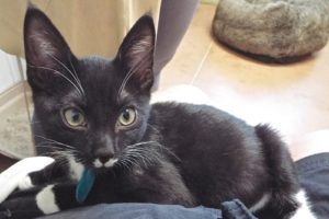 Picture of Mittens
