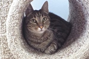Picture of Peanut