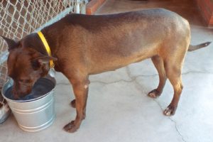 Picture of Rebel