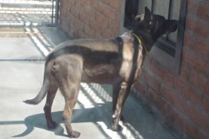 Picture of Rebel