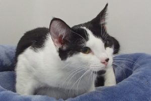 Picture of Shorty