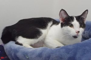Picture of Shorty