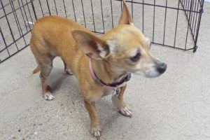Picture of Sweetie