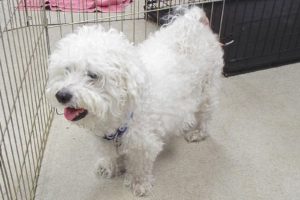 Picture of Teddy Bear