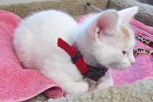 Picture of Biscuit