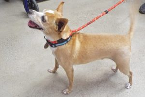 Picture of Canelo