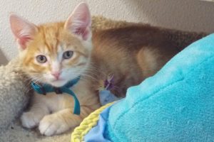Picture of Cheeto