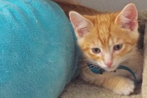 Picture of Cheeto