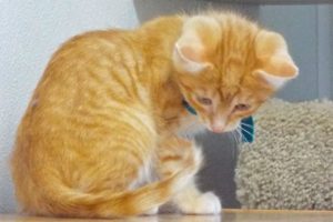 Picture of Cheeto