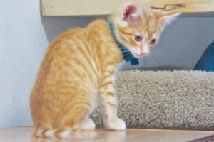 Picture of Cheeto