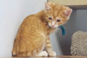 Picture of Cheeto