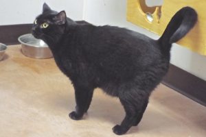Picture of Dante