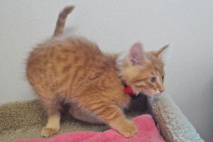 Picture of Dorito