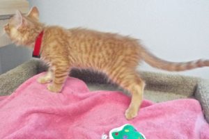 Picture of Dorito