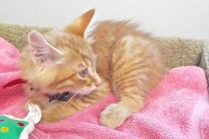 Picture of Dorito