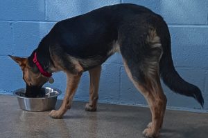 Picture of Echo