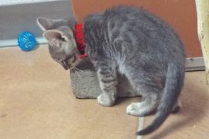 Picture of Frito