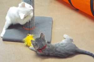 Picture of Frito