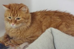 Picture of Gypsy