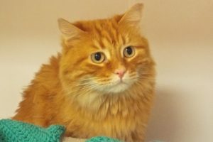 Picture of Gypsy