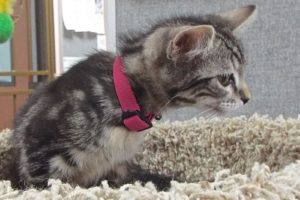 Picture of Kiwi
