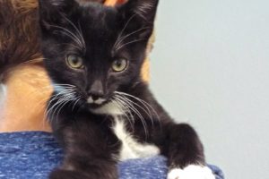 Picture of Mittens
