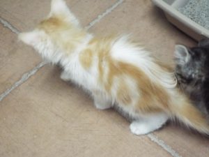 Picture of Muffin