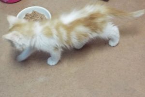Picture of Muffin