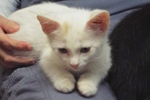 Picture of Pancake