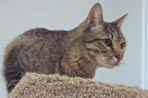 Picture of Peanut