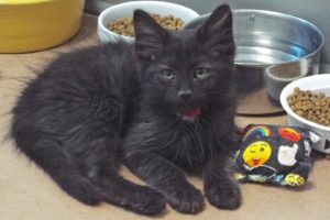 Picture of Razer