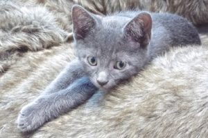 Picture of Bean