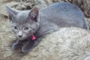 Picture of Bean