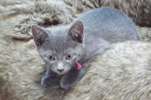 Picture of Bean