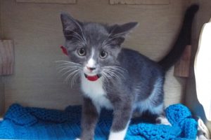 Picture of Clover
