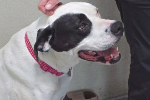 Picture of Harley