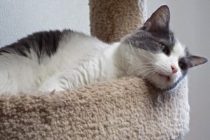 Picture of Jelly