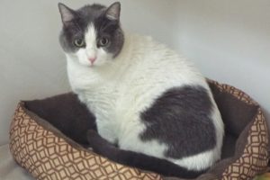 Picture of Jelly