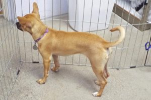 Picture of Lulu